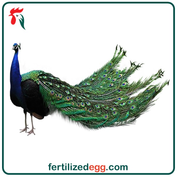 تخم نطفه دار طاووس هندی 